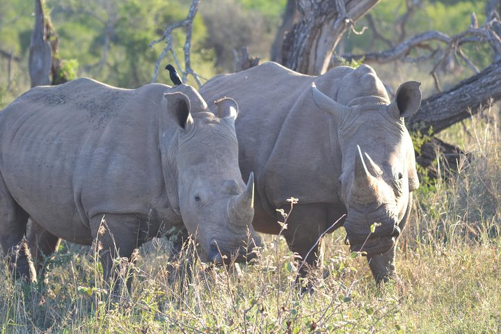 Hluhluwe Imfolozi Big 5 Safari Tour from Durban - Photo 1 of 8